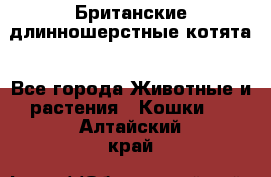 Британские длинношерстные котята - Все города Животные и растения » Кошки   . Алтайский край